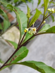 Solanum diphyllum