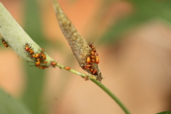 Oncopeltus spectabilis