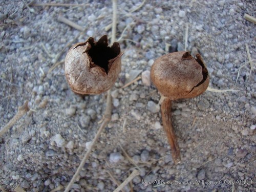 Schizostoma laceratum