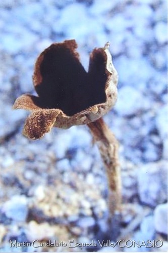 Schizostoma laceratum