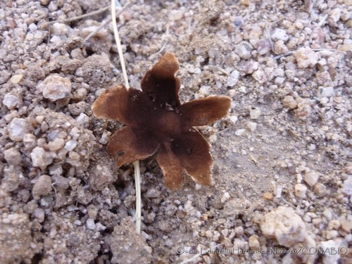 Schizostoma laceratum