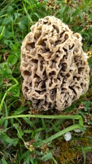 Morchella esculenta