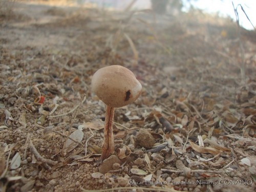 Schizostoma laceratum