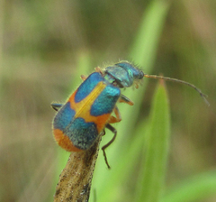 Hapalochrops sumtuosus