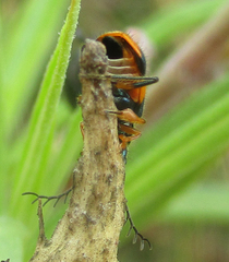 Hapalochrops sumtuosus