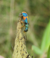 Hapalochrops sumtuosus