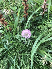 Trifolium pratense