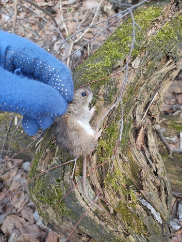 Herb Field Mouse, Екатеринбург, Свердловская обл., Россия, 620144, photo 6 of 10