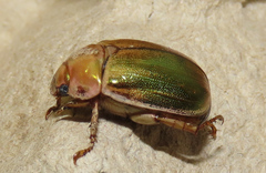 Mimela specularis