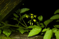 Solanum pimpinellifolium