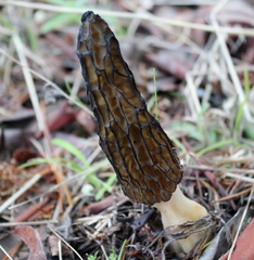 Morchella angusticeps
