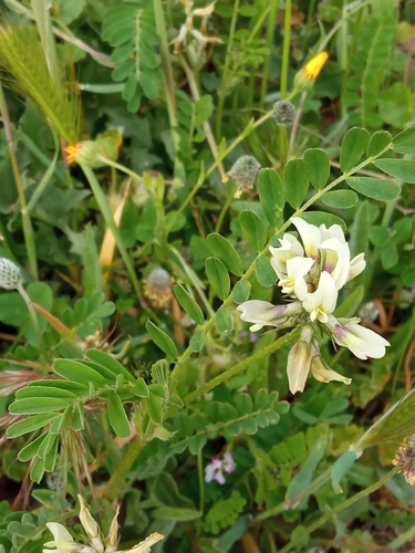 Vicia lutea iNat (2)