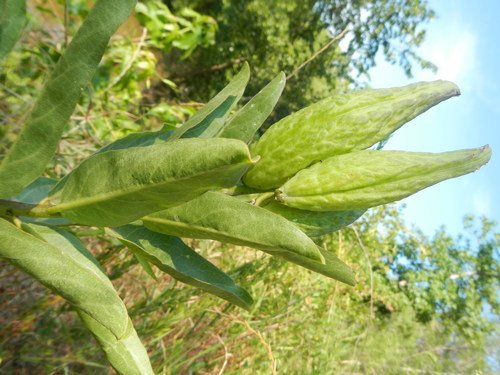 Asclepias viridis