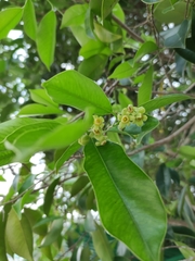 Aquilaria sinensis