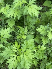 Artemisia princeps