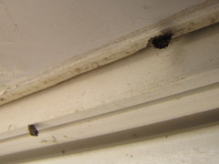 Dahlica triquetrella