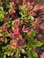 Rhododendron indicum