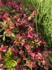 Rhododendron indicum