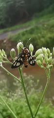 Amata huebneri
