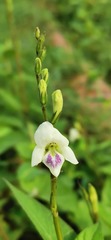 Asystasia intrusa