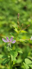 Cleome rutidosperma