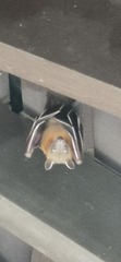 Cynopterus brachyotis