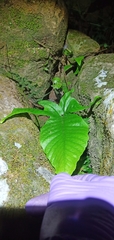 Tectaria polymorpha