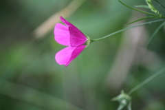 Callirhoe leiocarpa