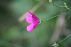 Callirhoe leiocarpa