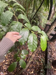 Pennantia cunninghamii