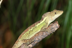 Green Fan-Throated Lizard photo 3