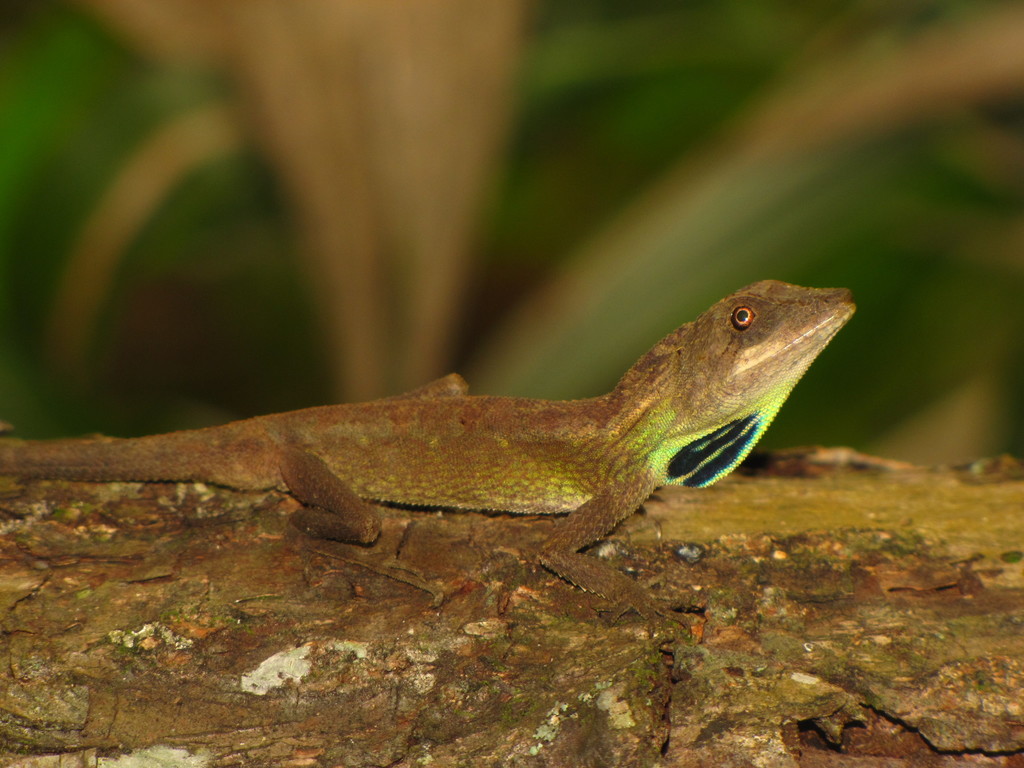 Green Fan-Throated Lizard