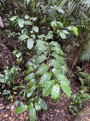 Pennantia cunninghamii