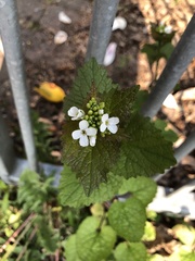 Alliaria petiolata