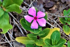 Catharanthus roseus image