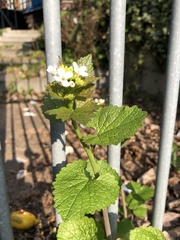 Alliaria petiolata
