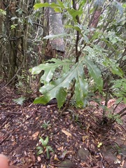 Stenocarpus sinuatus