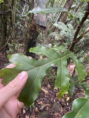 Stenocarpus sinuatus