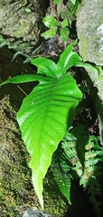 Tectaria polymorpha