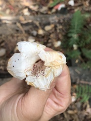 Rhododendron pseudochrysanthum