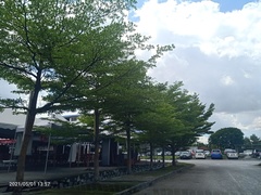 Terminalia molinetii