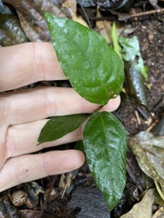 Aristolochia praevenosa