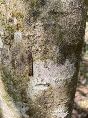 Pyrops watanabei