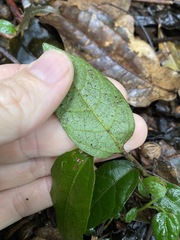 Aristolochia praevenosa