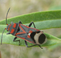 Graptostethus septus