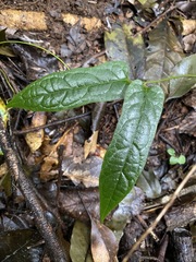 Parsonsia fulva