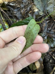 Parsonsia fulva