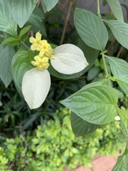 Mussaendeae