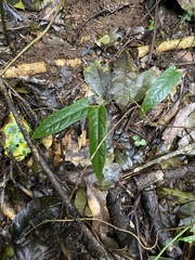 Parsonsia fulva