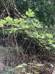 Magnoliopsida
